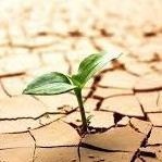 Acercar imagen: María Teresa Sánchez Haro, Terapeuta complementario Murcia