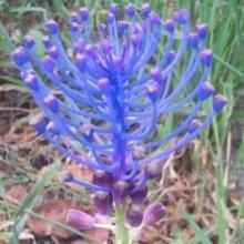 Acercar imagen: M. Ángeles Rodriguez Cejas, Médico general Sevilla