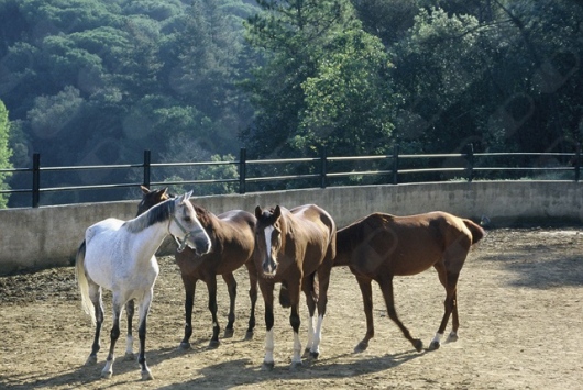 Jose Maria Fabregas Pedrell-5