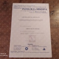 Acercar imagen: certificate 32