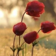 Acercar imagen: Reyes Murcia Montesinos, Psicólogo Murcia