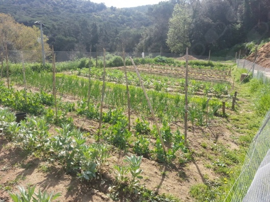 Jose Maria Fabregas Pedrell-4