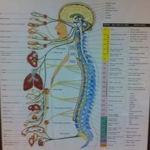 Acercar imagen: Eva M Fernández Delgado, Fisioterapeuta Ayamonte