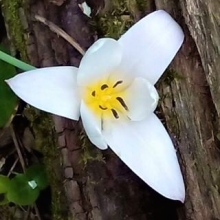 Acercar imagen: Juncal Ugarte Etxepare, Médico de familia Irún