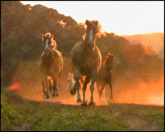 Jose Maria Fabregas Pedrell-2