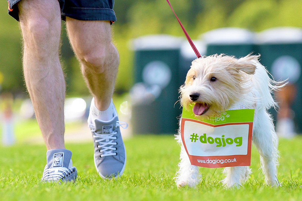 Dog Jog 2017