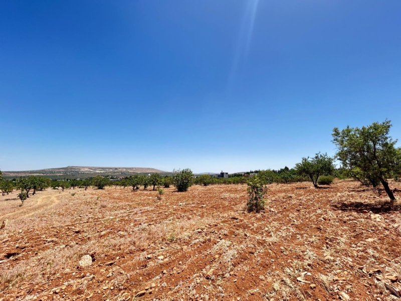 Tülmen’de 3750 m² Havadar Konumda Fıstıklık – Ev Yapımına Uygun Arazi!