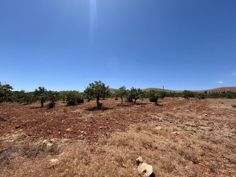 Tülmen’de 3750 m² Havadar Konumda Fıstıklık – Ev Yapımına Uygun Arazi!