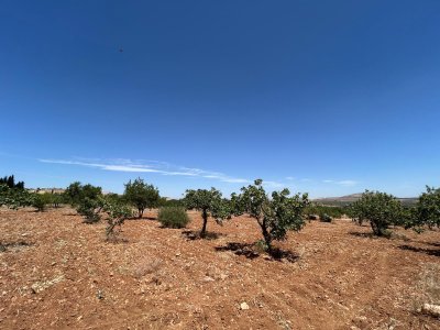 Tülmen’de 3750 m² Havadar Konumda Fıstıklık – Ev Yapımına Uygun Arazi!