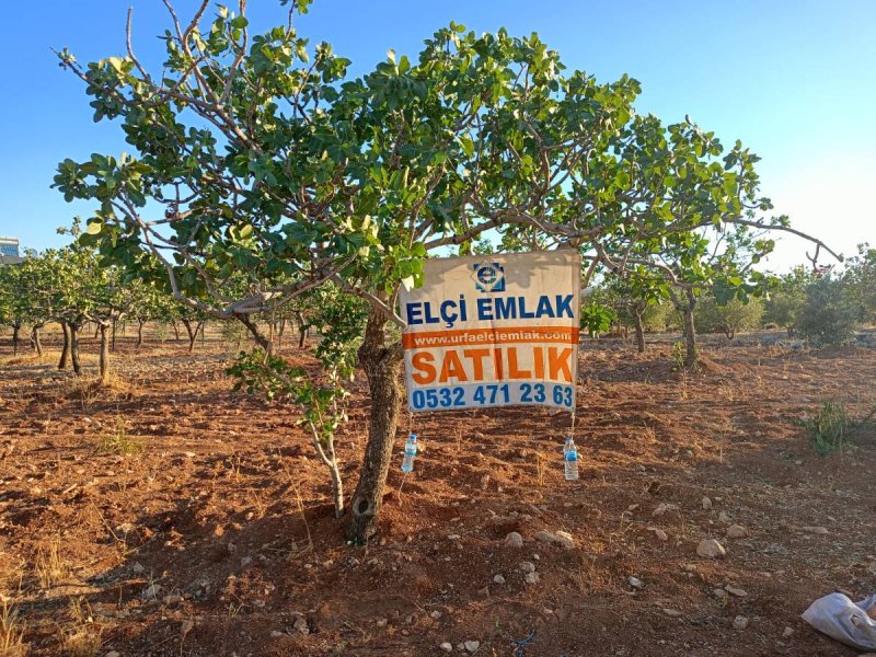 TÜLMEN'DE SATILIK 1000 M2 FISTIKLIK ARSA