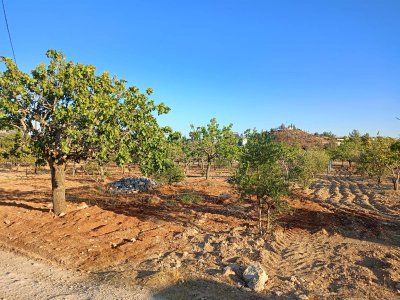 TÜLMEN'DE SATILIK 1000 M2 FISTIKLIK ARSA