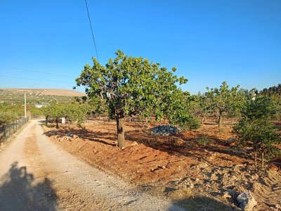 TÜLMEN'DE SATILIK 1000 M2 FISTIKLIK ARSA