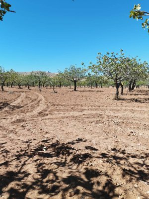 TÜLMEN'DE SATILIK FISTIKLIK (9,500 M2)