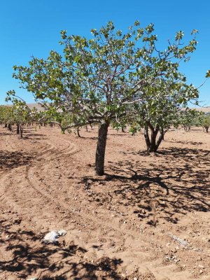 TÜLMEN'DE SATILIK FISTIKLIK (9,500 M2)