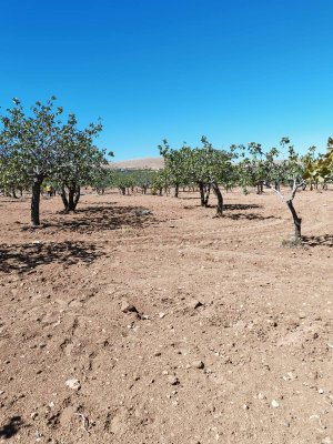 TÜLMEN'DE SATILIK FISTIKLIK (9,500 M2)