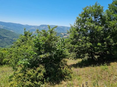 7D GAYRİMENKULDEN SATILIK  KİRAZLI  DA  MANZARALI  TARLA