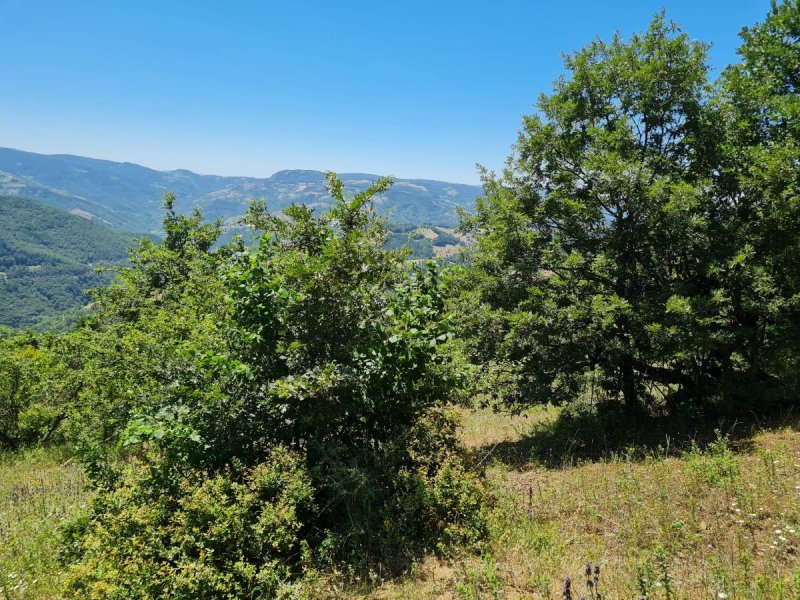 7D GAYRİMENKULDEN SATILIK  KİRAZLI  DA  MANZARALI  TARLA