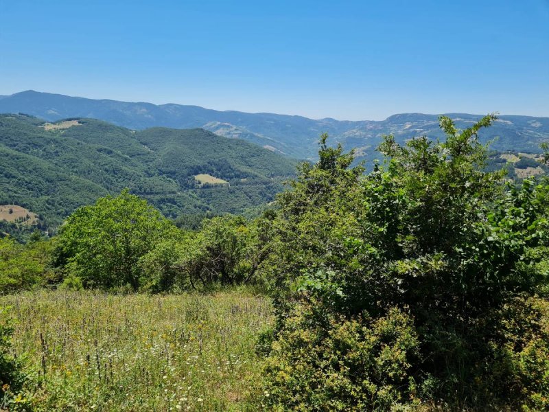 7D GAYRİMENKULDEN SATILIK  KİRAZLI  DA  MANZARALI  TARLA