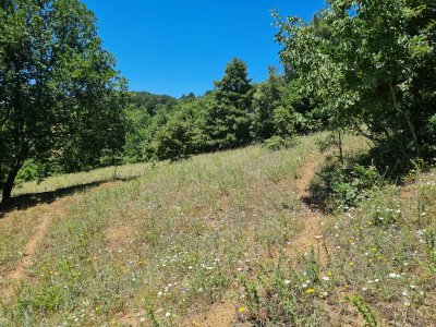 7D GAYRİMENKULDEN SATILIK  KİRAZLI  DA  MANZARALI  TARLA