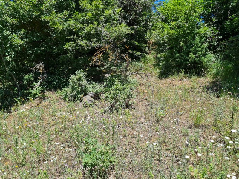 7D GAYRİMENKULDEN SATILIK  KİRAZLI  DA  MANZARALI  TARLA