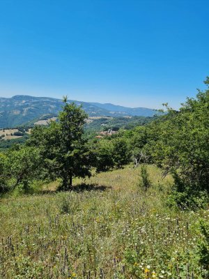 7D GAYRİMENKULDEN SATILIK  KİRAZLI  DA  MANZARALI  TARLA