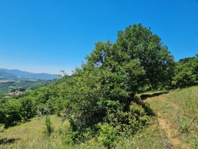 7D GAYRİMENKULDEN SATILIK  KİRAZLI  DA  MANZARALI  TARLA