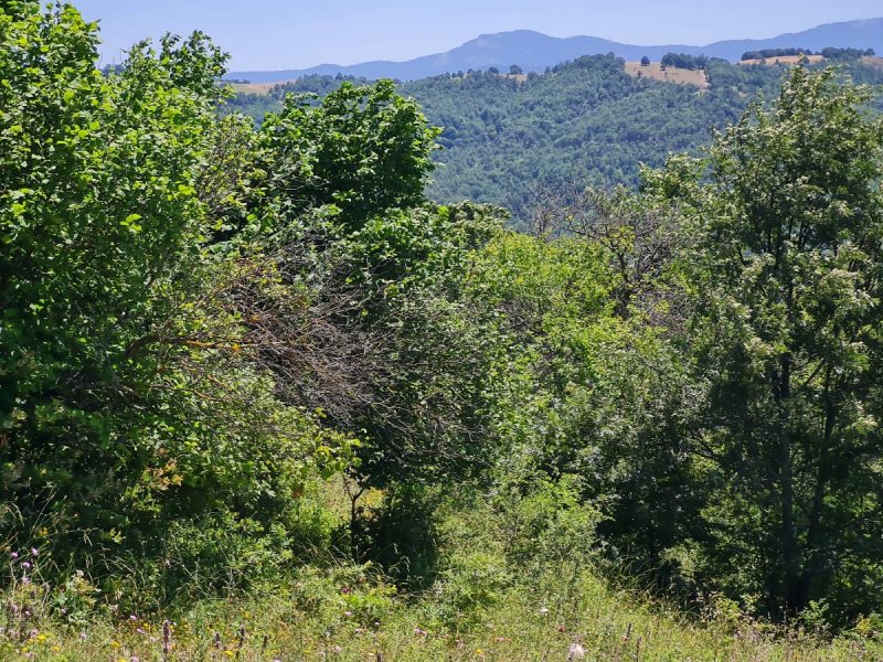 7D GAYRİMENKULDEN SATILIK  KİRAZLI  DA  MANZARALI  TARLA