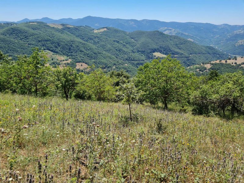 7D GAYRİMENKULDEN SATILIK  KİRAZLI  DA  MANZARALI  TARLA