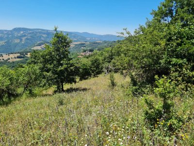 7D GAYRİMENKULDEN SATILIK  KİRAZLI  DA  MANZARALI  TARLA