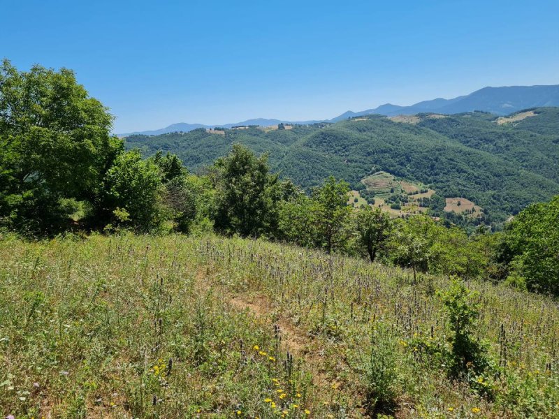 7D GAYRİMENKULDEN SATILIK  KİRAZLI  DA  MANZARALI  TARLA