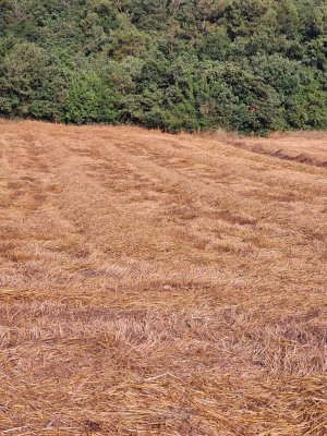 7D GAYRİMENKULDEN SATILIK  YENİŞEHİR DE TARLA