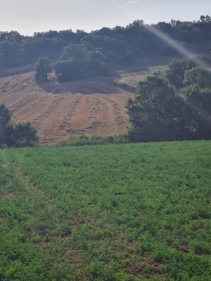 7D GAYRİMENKULDEN SATILIK  YENİŞEHİR DE TARLA