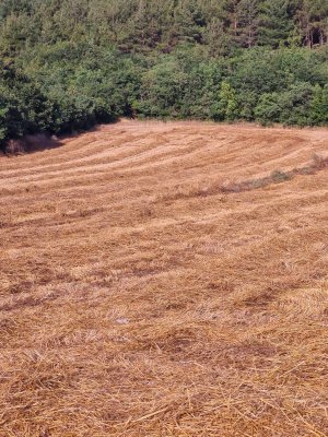 7D GAYRİMENKULDEN SATILIK  YENİŞEHİR DE TARLA