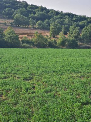 7D GAYRİMENKULDEN SATILIK  YENİŞEHİR DE TARLA