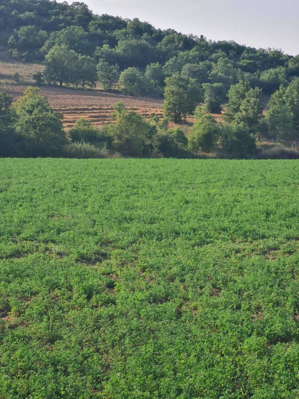 7D GAYRİMENKULDEN SATILIK  YENİŞEHİR DE TARLA