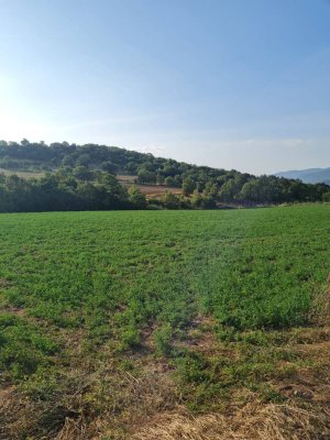 7D GAYRİMENKULDEN SATILIK  YENİŞEHİR DE TARLA