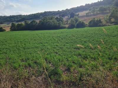 7D GAYRİMENKULDEN SATILIK  YENİŞEHİR DE TARLA