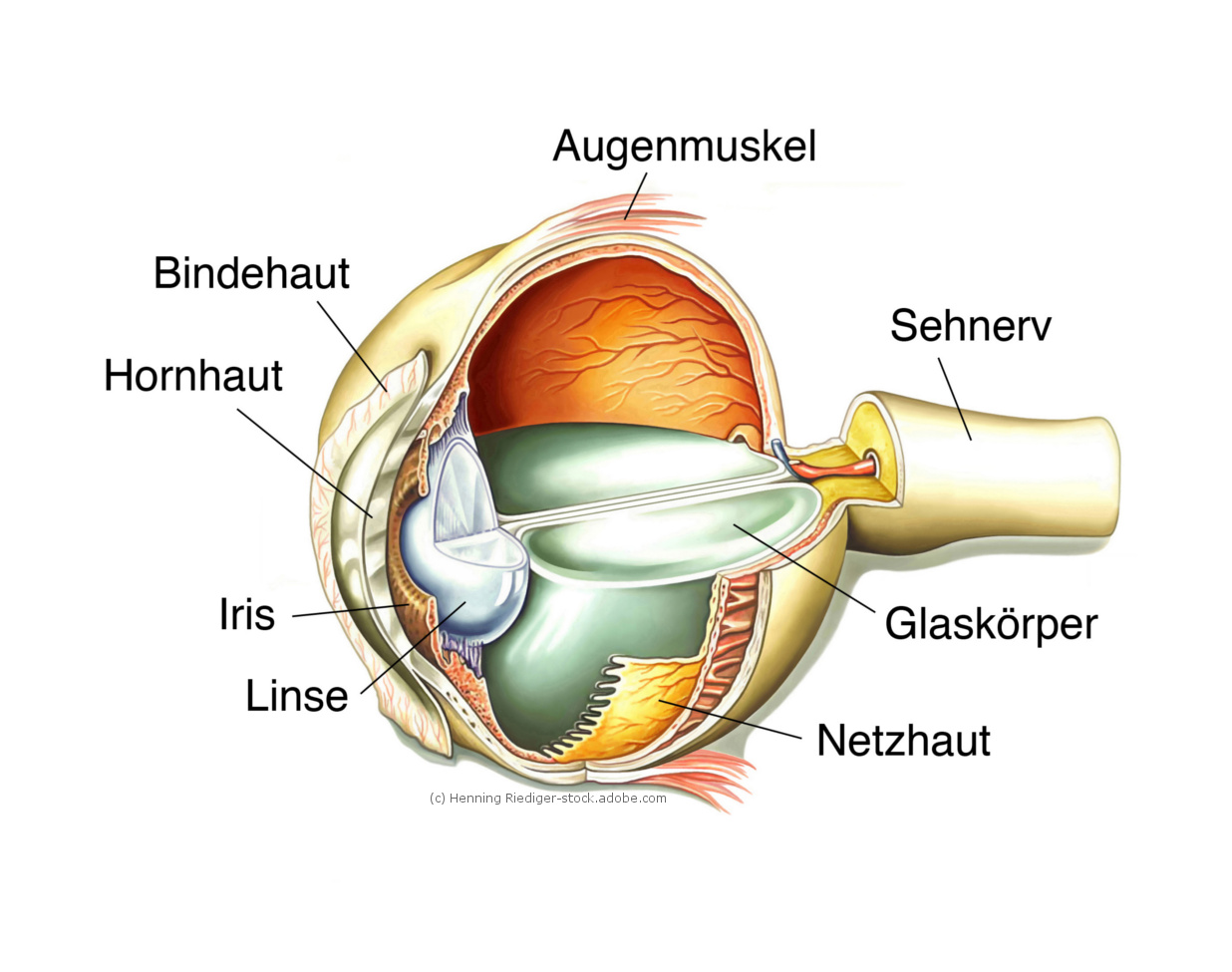 Infografik_Aufbau_Auge_aerztede