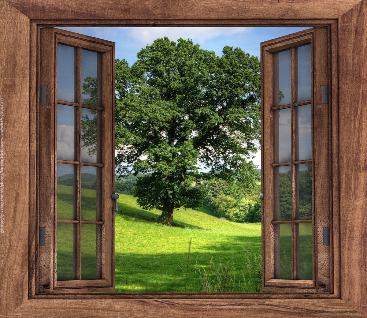 Geöffnetes Fenster mit grünem Baum im Hintergrund