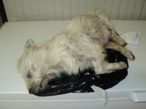 La povera cagnolina straziata (foto di ENPA Ovada)