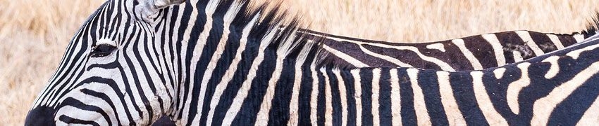 Cotswold Wildlife Park and Gardens