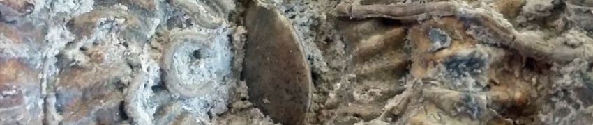 Fossil Hunting on the Jurassic Coast Fossil Hunting on the Jurassic Coast