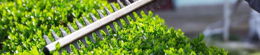 Hedge Trimming Hedge Trimming