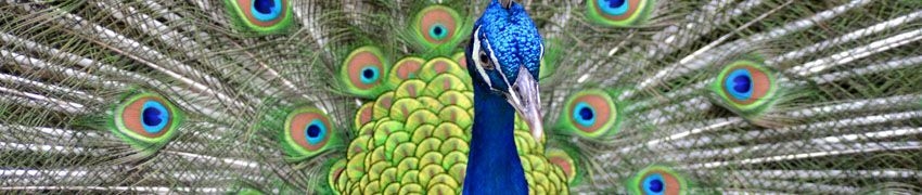 Prinknash Bird Park