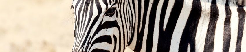 Visit The Award Winning Wildlife Park
