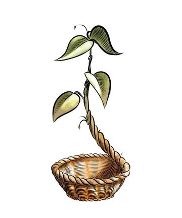 Cooperativa Sociale Green Bin Onlus Cooperativa Sociale Green Bin Onlus
