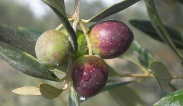 Az. Agr.Olivicola Provenzano Gioacchino Az. Agr.Olivicola Provenzano Gioacchino