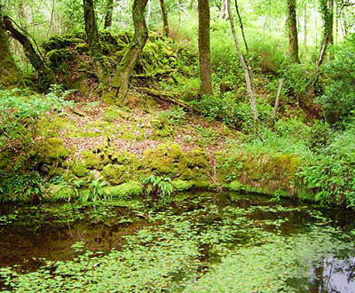 Biodiversité