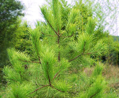 Pin maritime (Plantation à venir) - Forêt de Melrand (56)