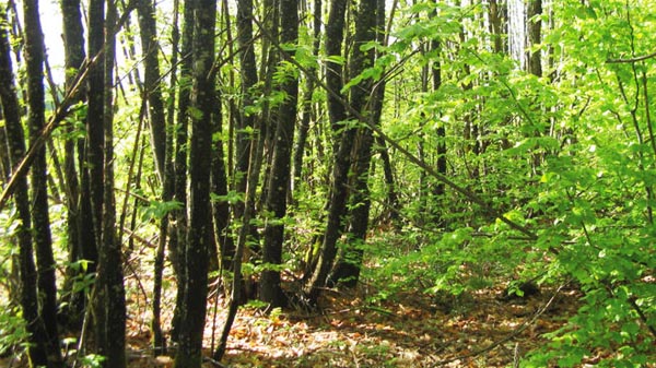 Forêt du Morvan